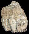 Partial Southern Mammoth Molar - Hungary #45562-3